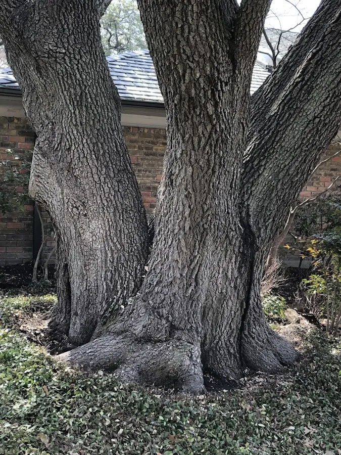 Mature heritage tree close to a Greenwood Springs property cared for by certified arborists